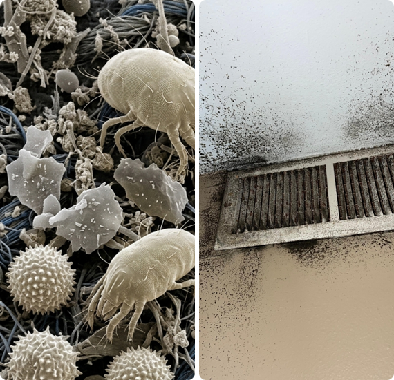 air duct mold removal service in Frisco